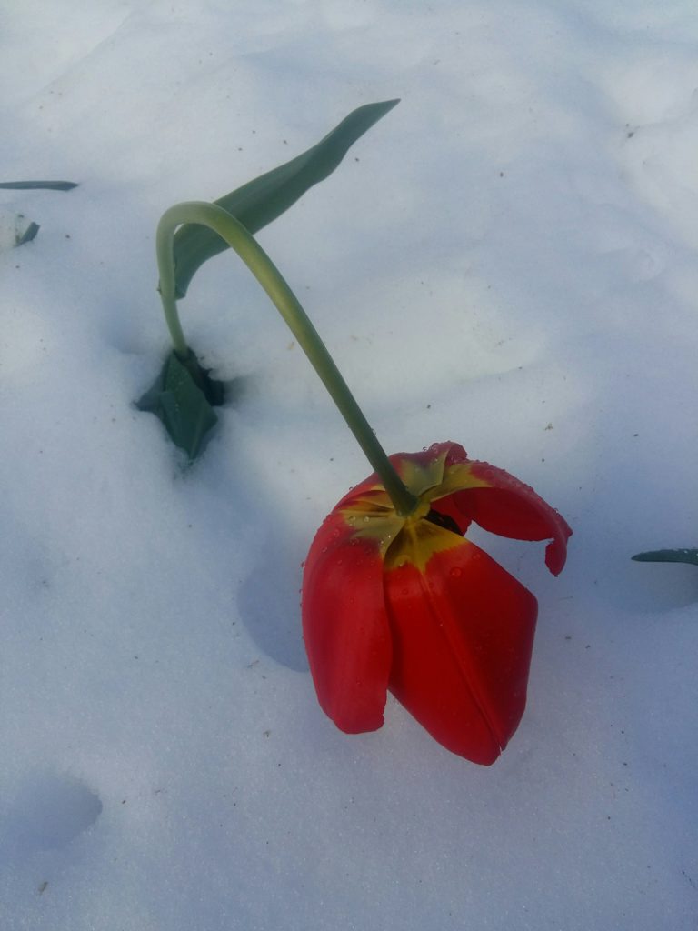 Primavara, romania, anul 2017